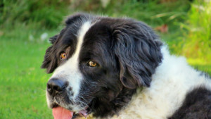 Landseer Henry