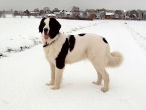 Landseer