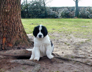 Landseer von der Schwanenburg