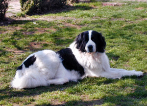 Landseer Fenella