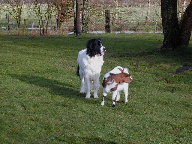 hunderasse-landseer