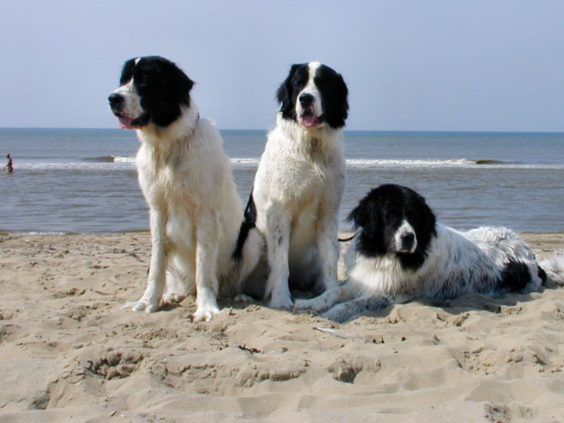 Landseer am Meer