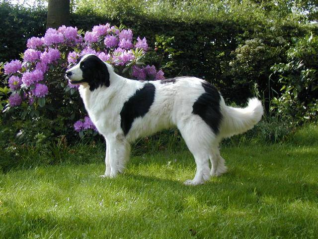 landseer-hunderasse