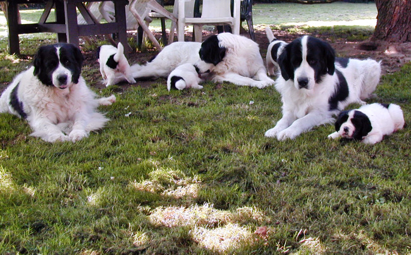 Landseer im Garten