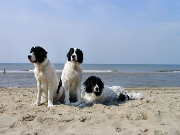 Landseer am Meer