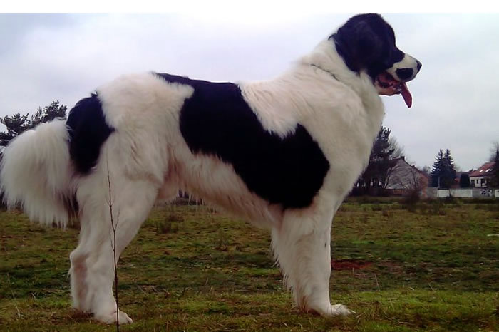 legering Manifold Studerende Landseer Welpen Charakter, Erfahrungen und Züchter in NRW