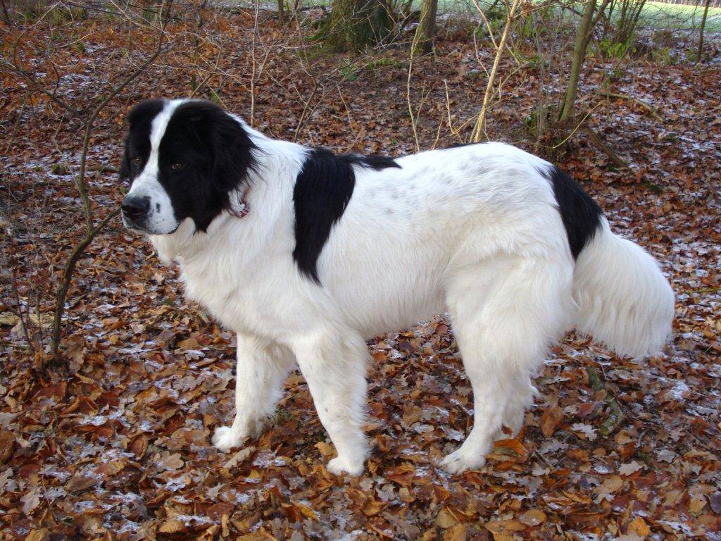 landseer-hunderasse