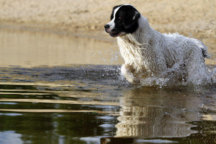 Hunderasse Landseer in seinem Element