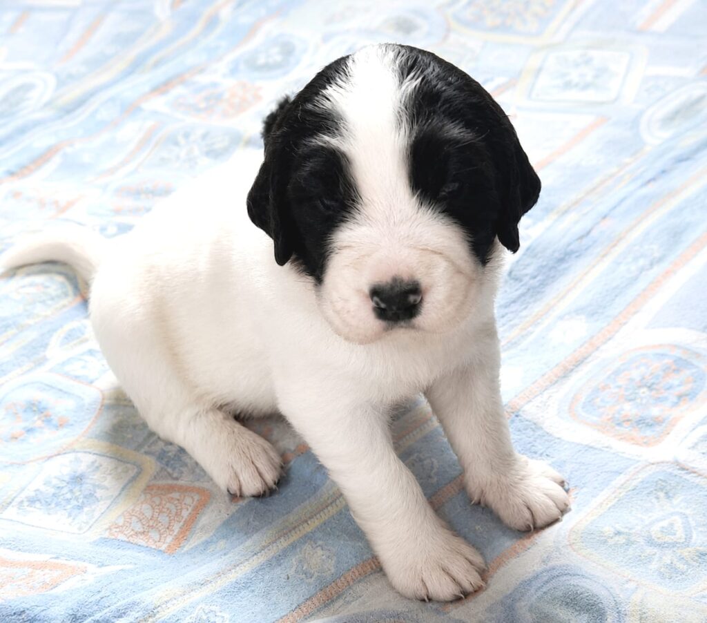 Landseer von der Schwanenburg
