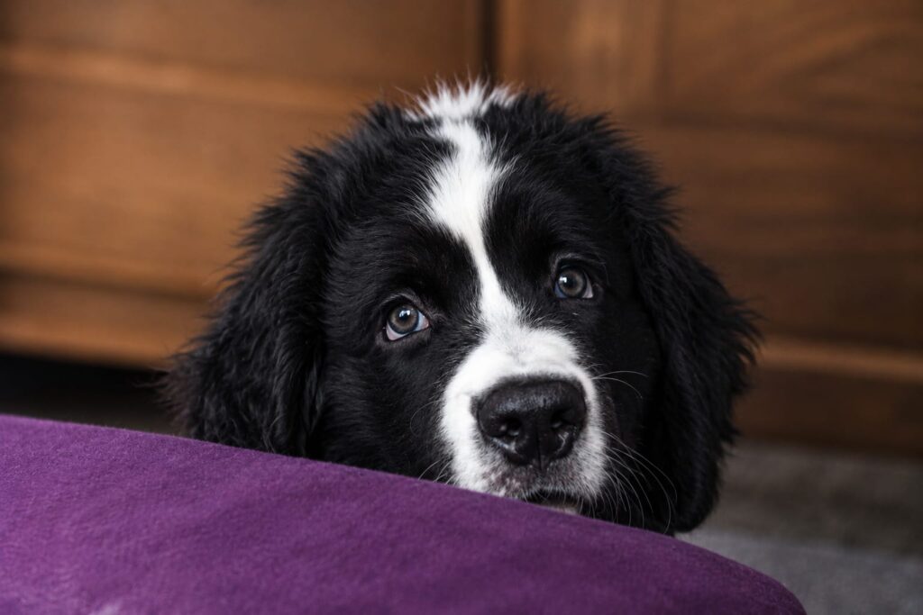 Landseer von der Schwanenburg